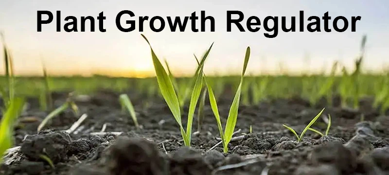 Laurocapram azone for plant growth Laurocapram azone for plant growth